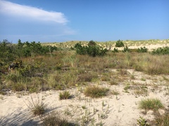 Schizachyrium littorale