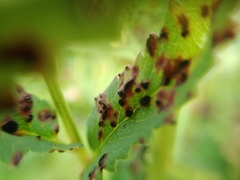 Xenodochus carbonarius