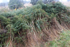 Anthoxanthum redolens