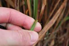 Anthoxanthum redolens