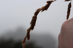 Anthoxanthum redolens