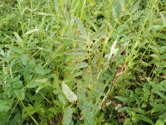 Xenodochus carbonarius