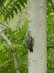 Melanerpes aurifrons