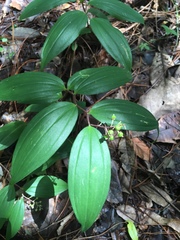 Maianthemum scilloideum