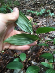Maianthemum scilloideum