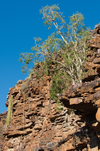 Namaqua Fig