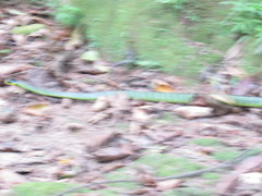 Chironius bicarinatus