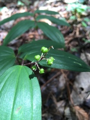 Maianthemum scilloideum