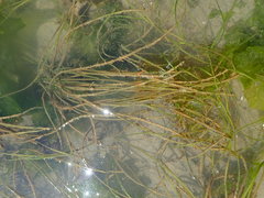 Zostera japonica