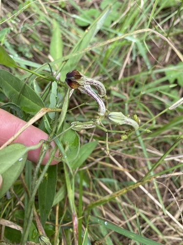 Ceropegia carnosa