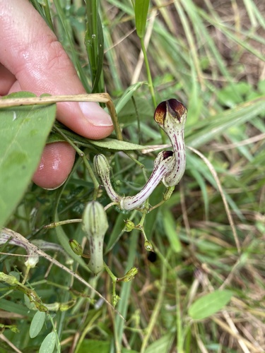 Ceropegia carnosa