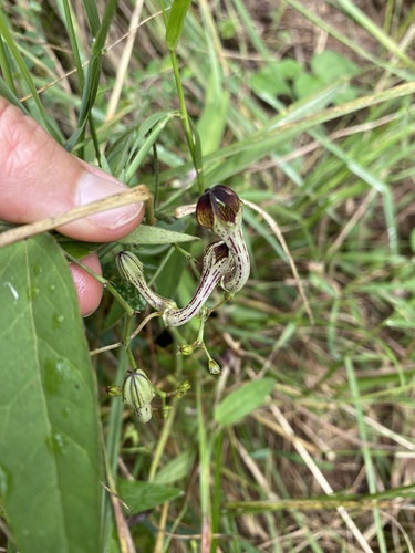 Ceropegia carnosa