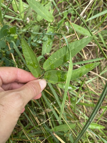 Ceropegia carnosa
