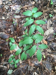Maianthemum scilloideum