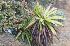 Mountain Cabbage Tree (Cordyline indivisa)