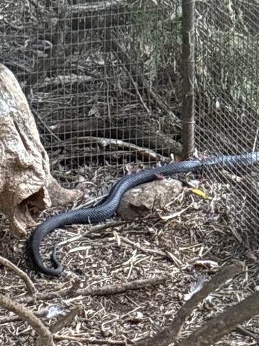 Blue-bellied Black Snake sighting