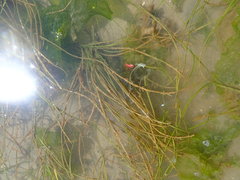 Zostera japonica
