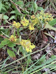 Eriogonum wootonii