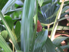 Elymnias hypermnestra