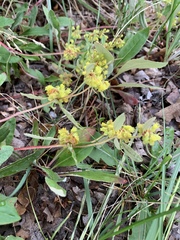 Eriogonum wootonii