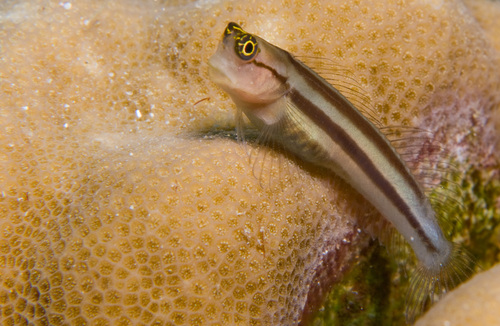 Vooroog-koraalslijmvis (Ecsenius prooculis) — Blenniidae