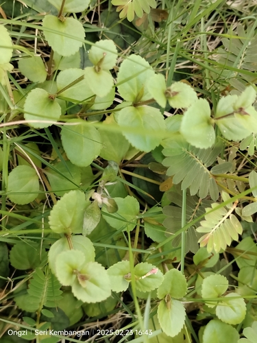 Image of Vandellia diffusa by (c) Ong Jyh Seng, some rights reserved (CC BY)