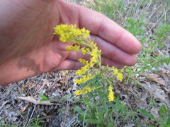 Solidago nemoralis decemflora