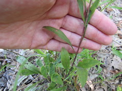 Solidago nemoralis decemflora