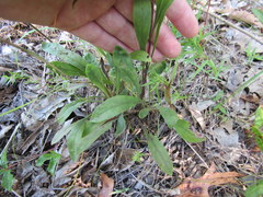Solidago nemoralis decemflora