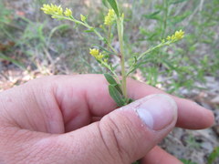 Solidago nemoralis decemflora