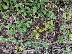 Eriogonum wootonii