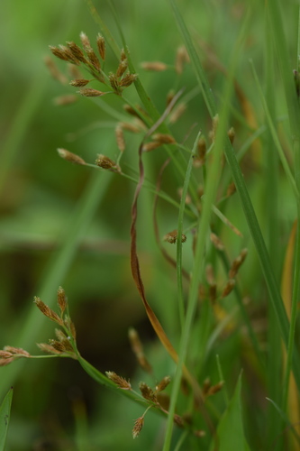 Fimbristylis bisumbellata iNat (2)