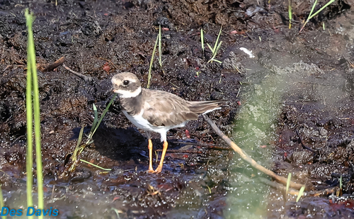 Common Ringed Plover