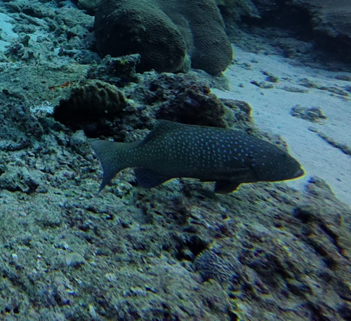 Foto de Mero de silla (Plectropomus pessuliferus)