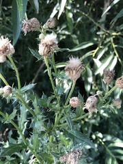 Cirsium arvense