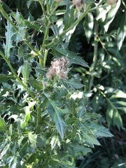 Cirsium arvense