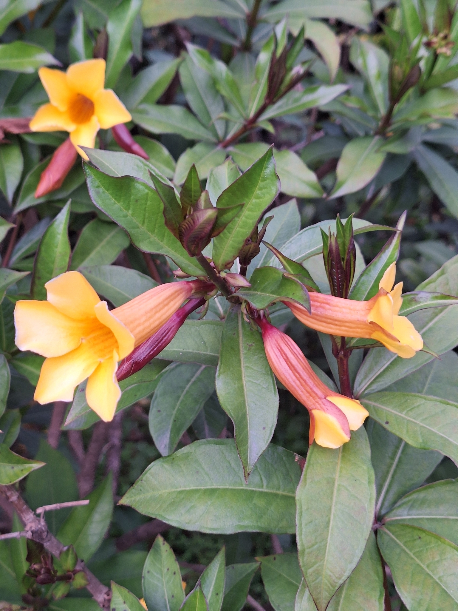 Imagem de Allamanda-anã