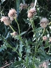 Cirsium arvense