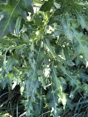 Cirsium arvense