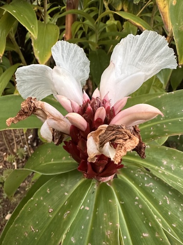 Hellenia speciosa observed 2025-02-23