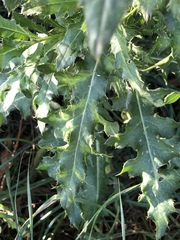 Cirsium arvense