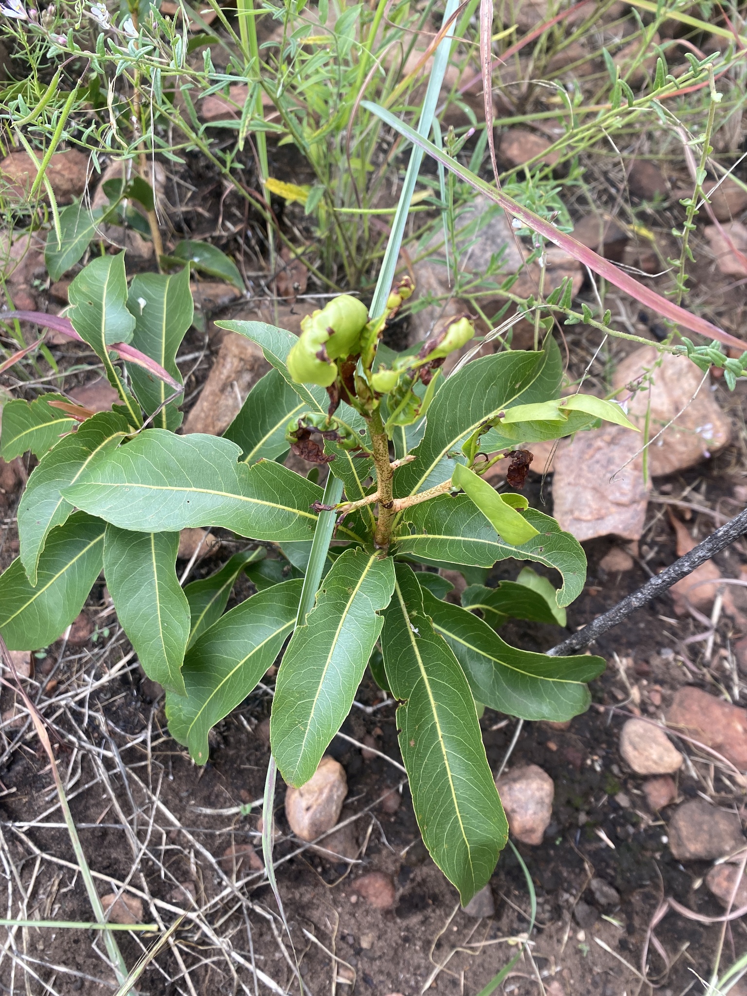 Imagem de Ipê-de-jardim