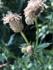 Cirsium arvense