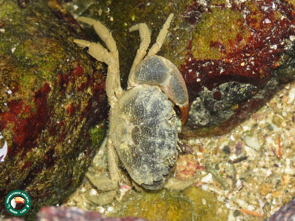 furrowed mud crab
