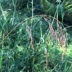 Bromus vulgaris