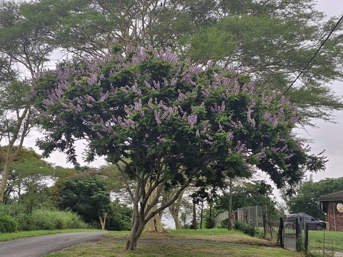Foto de Mulungu-do-litoral