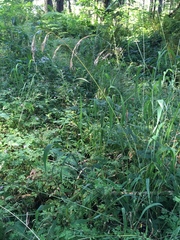 Bromus vulgaris