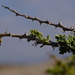 Acacia oerfota