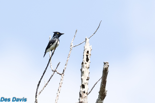 Black-and-white Shrike-flycatcher