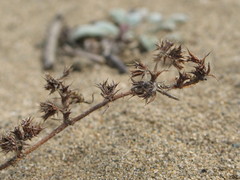 Chorizanthe cuspidata cuspidata